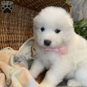 Luna, Samoyed Puppy