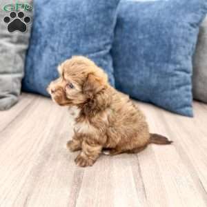 Dexter, Havanese Puppy