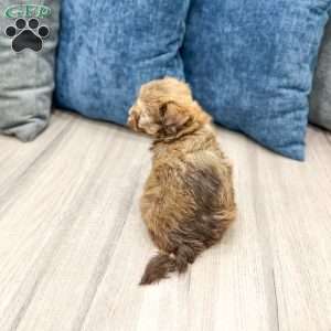 Dexter, Havanese Puppy