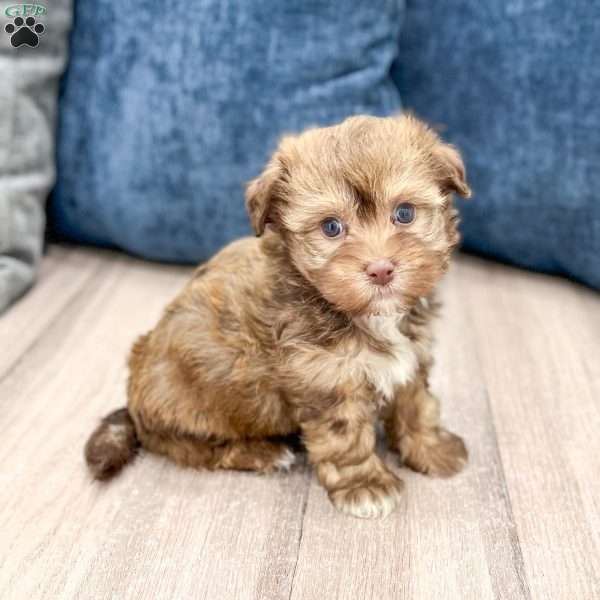 Dexter, Havanese Puppy