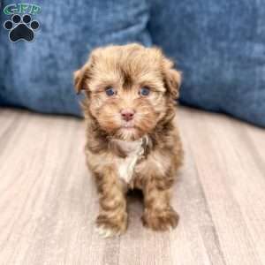 Dexter, Havanese Puppy