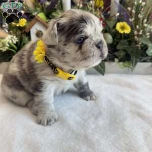 Prada, French Bulldog Puppy