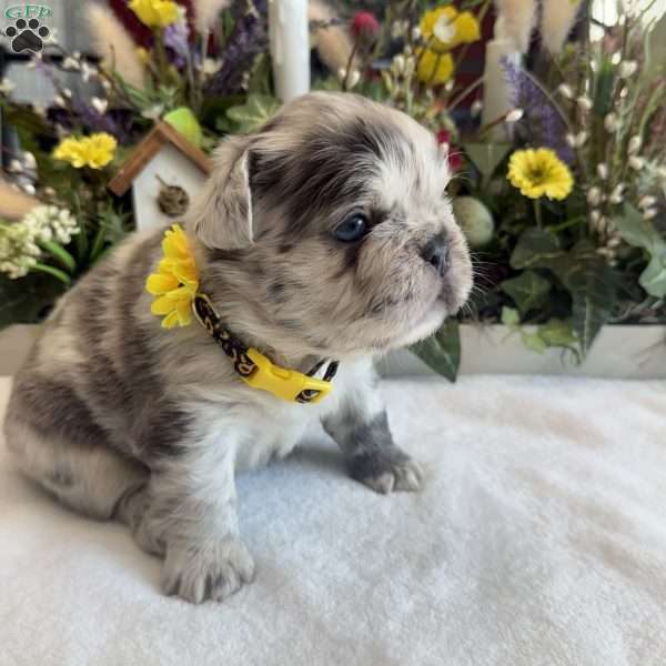 Prada, French Bulldog Puppy