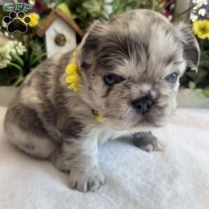 Prada, French Bulldog Puppy