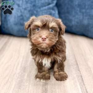 Max, Havanese Puppy