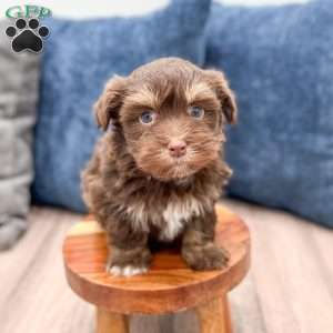 Max, Havanese Puppy