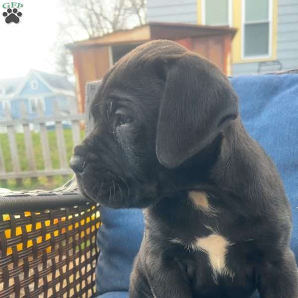 Aaliyah, Cane Corso Puppy