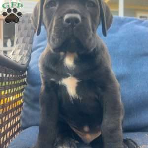Aaliyah, Cane Corso Puppy
