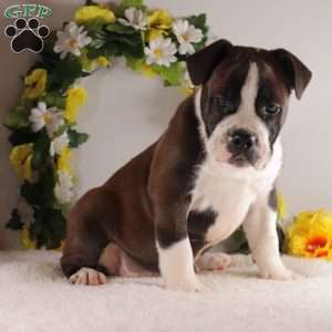 Remington, English Bulldog Mix Puppy