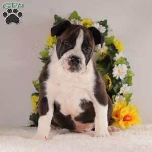 Remington, English Bulldog Mix Puppy
