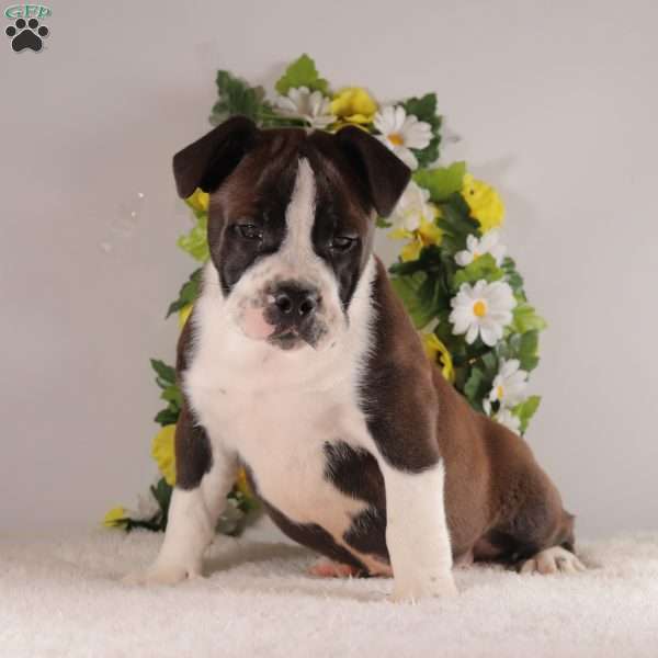 Remington, English Bulldog Mix Puppy