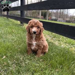 Princess, Mini Goldendoodle Puppy