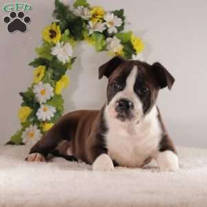 Remington, English Bulldog Mix Puppy
