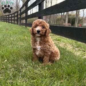 Princess, Mini Goldendoodle Puppy