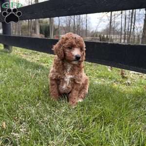 Princess, Mini Goldendoodle Puppy