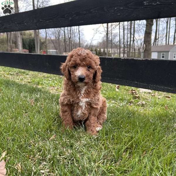 Princess, Mini Goldendoodle Puppy
