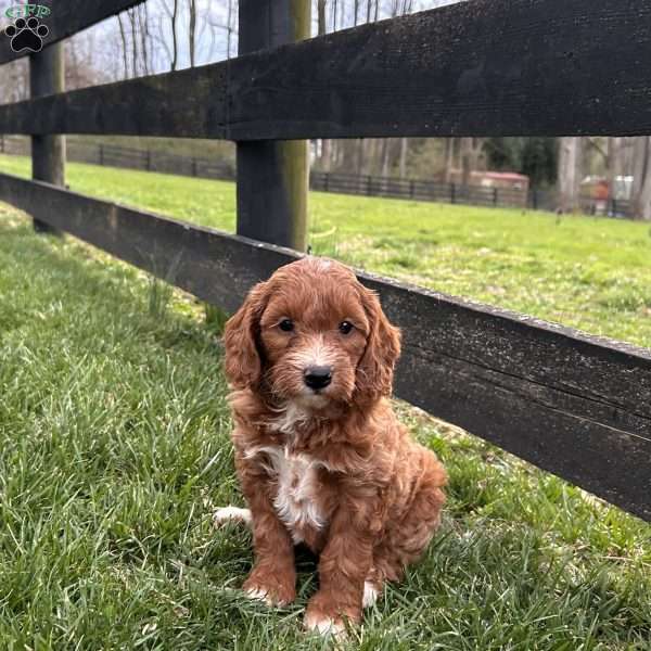 Biscuit, Mini Goldendoodle Puppy