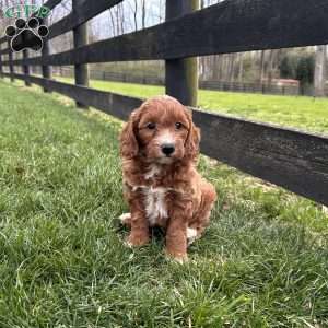 Biscuit, Mini Goldendoodle Puppy