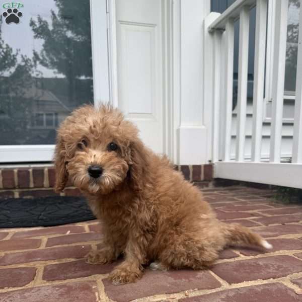 Nala, Mini Goldendoodle Puppy