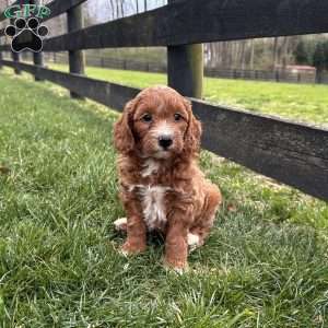 Biscuit, Mini Goldendoodle Puppy
