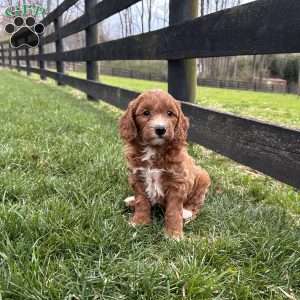 Biscuit, Mini Goldendoodle Puppy