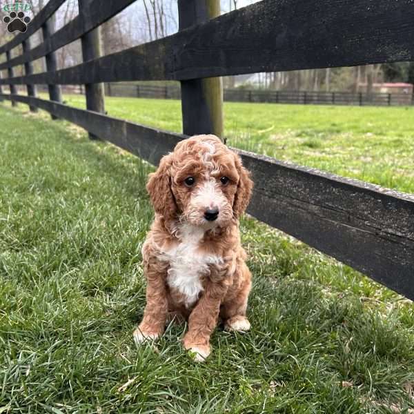 Cuddles, Mini Goldendoodle Puppy