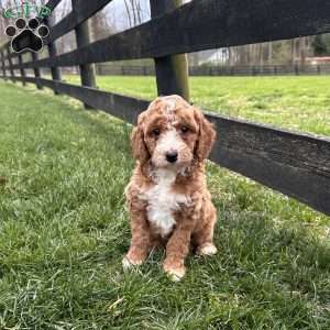 Cuddles, Mini Goldendoodle Puppy