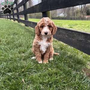 Cuddles, Mini Goldendoodle Puppy