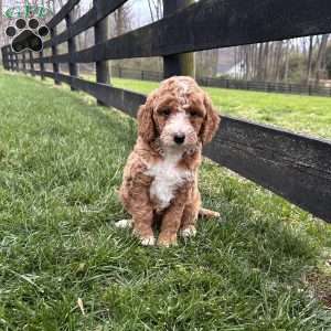 Biscuit, Mini Goldendoodle Puppy