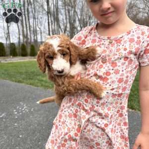 Oakley, Mini Goldendoodle Puppy