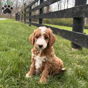 Oakley, Mini Goldendoodle Puppy