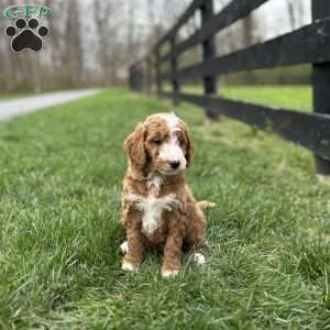 Oakley, Mini Goldendoodle Puppy