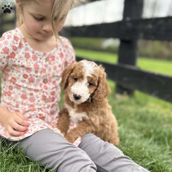 Oakley, Mini Goldendoodle Puppy