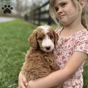 Oakley, Mini Goldendoodle Puppy