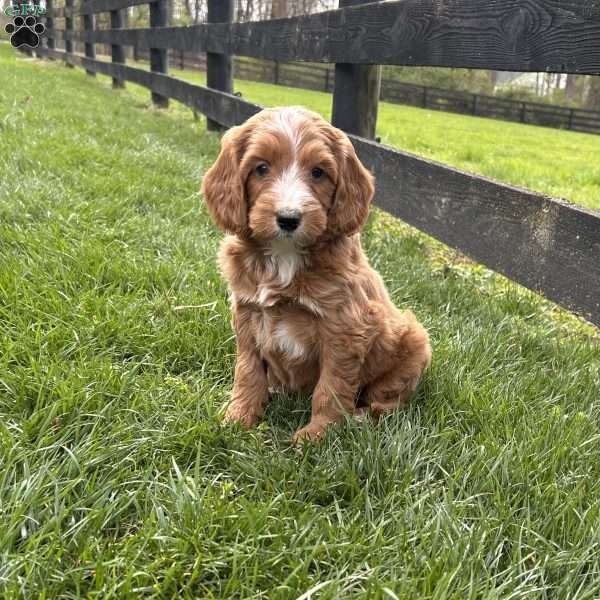 Biscuit, Mini Goldendoodle Puppy