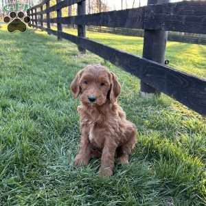 Marshall, Mini Goldendoodle Puppy