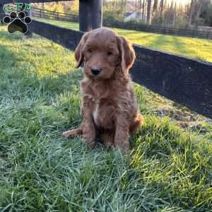 Marshall, Mini Goldendoodle Puppy