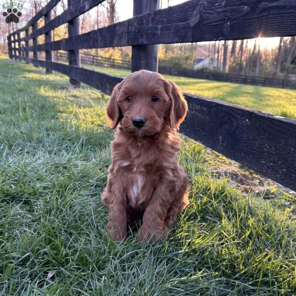 Marshall, Mini Goldendoodle Puppy