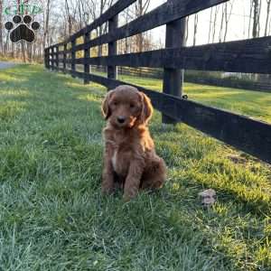 Marshall, Mini Goldendoodle Puppy