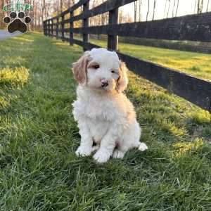 Fluffy, Mini Goldendoodle Puppy