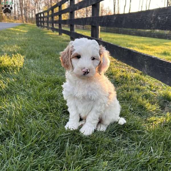 Fluffy, Mini Goldendoodle Puppy