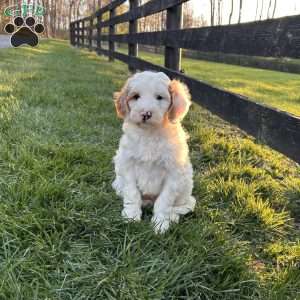 Fluffy, Mini Goldendoodle Puppy