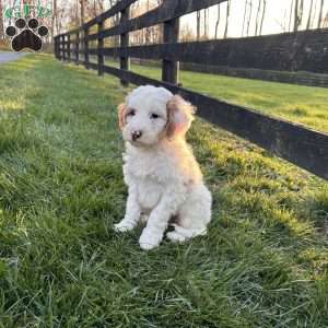 Fluffy, Mini Goldendoodle Puppy