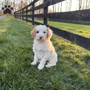 Fluffy, Mini Goldendoodle Puppy