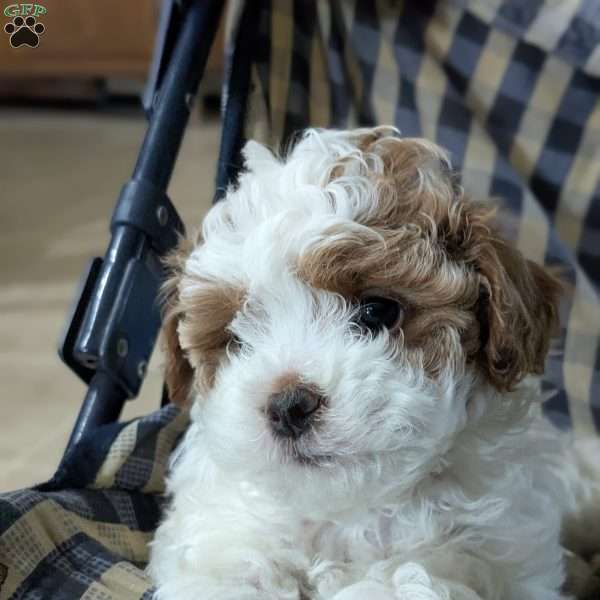 Macy, Toy Poodle Mix Puppy
