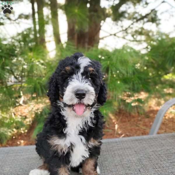 Elliot, Bernedoodle Puppy