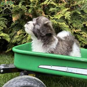 Tyler, Lhasa Apso Mix Puppy