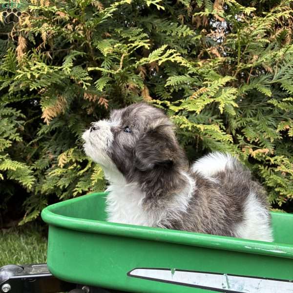 Tyler, Lhasa Apso Mix Puppy