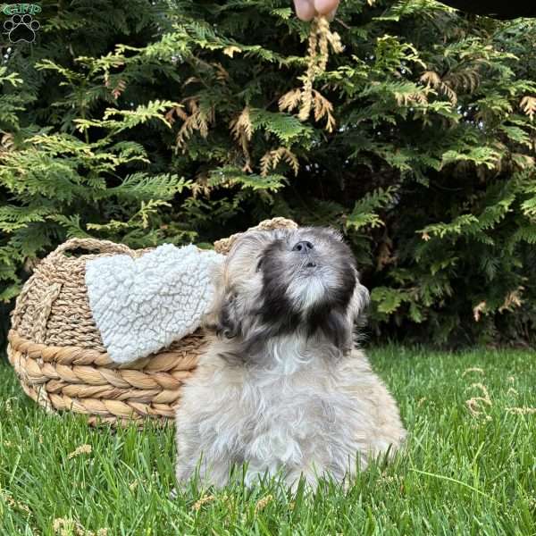 Tucker, Lhasa Apso Mix Puppy