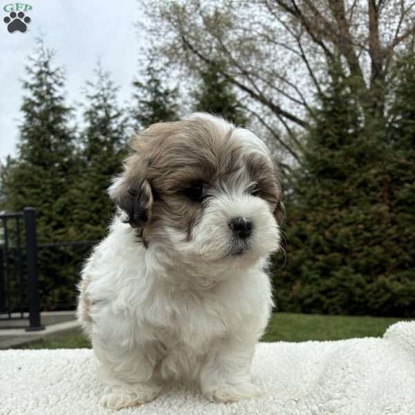 Teddy, Lhasa Apso Mix Puppy
